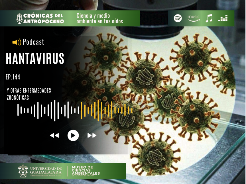 HANTAVIRUS